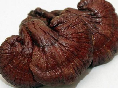 Ganoderma