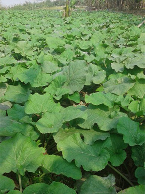 Burdock