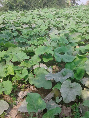 Burdock