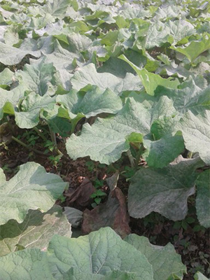 Burdock
