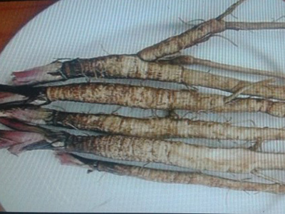 Burdock