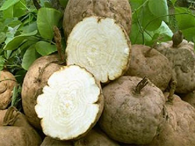 Pueraria mirifica