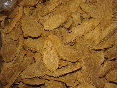 Homalomena