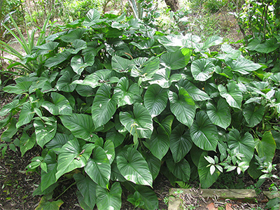 Homalomena