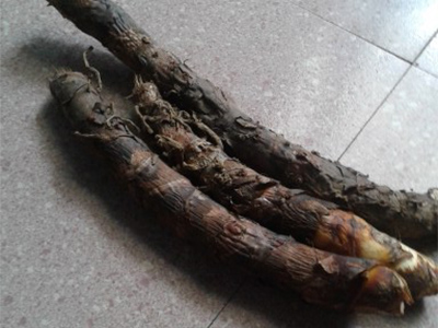 Homalomena