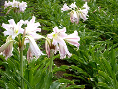 Crinum latifolium