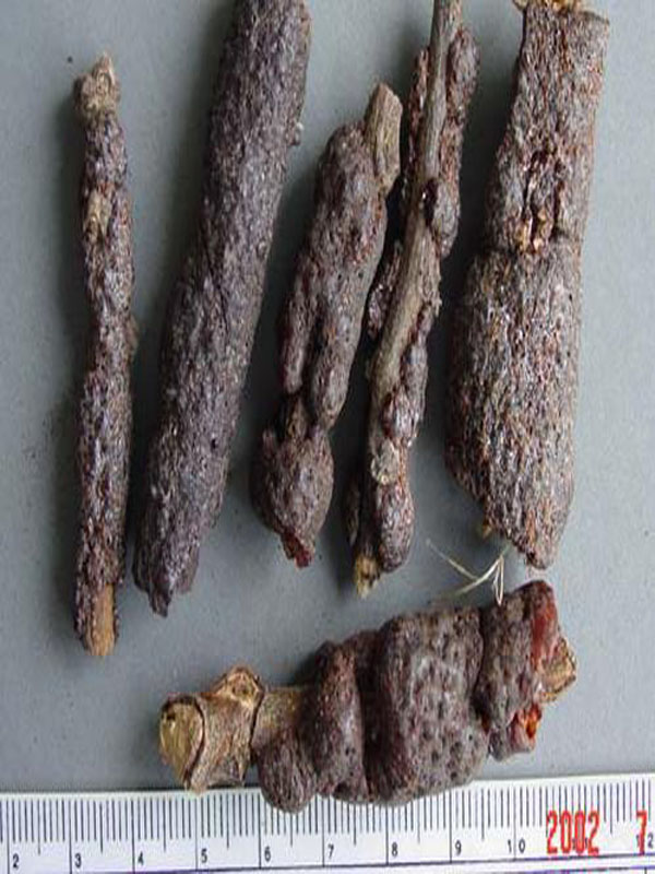 Red styrax benzoin