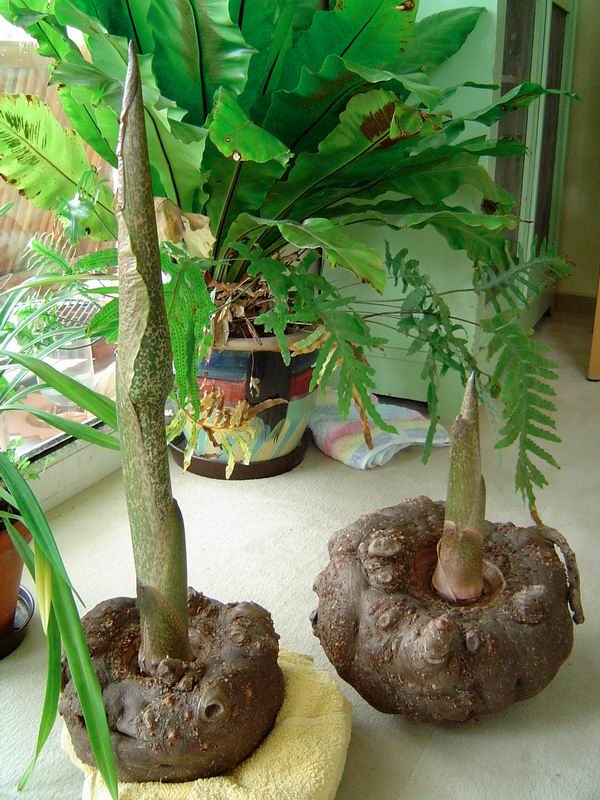 Konjac
