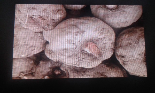 Konjac