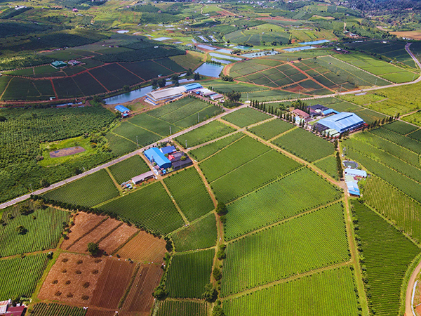 Tea hills and factories