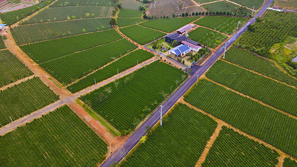 Tea hills and factories