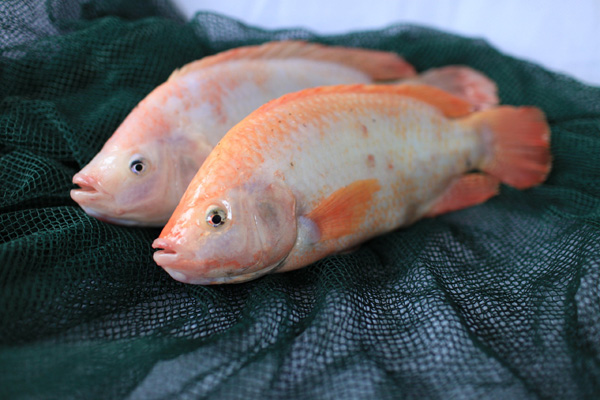 Red tilapia