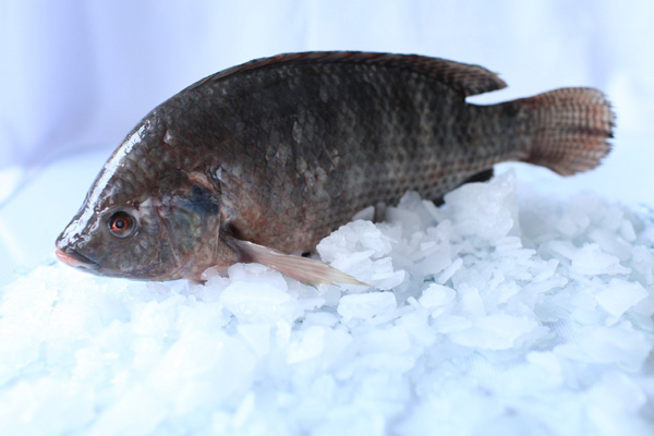 Tilapia