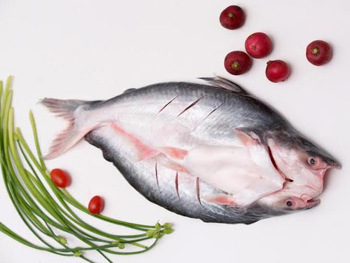 Pangasius butterfly