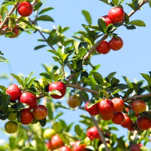 Acerola farm