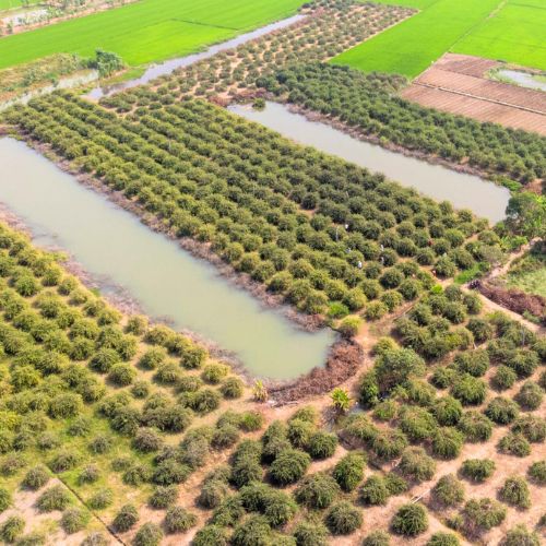 Acerola farm