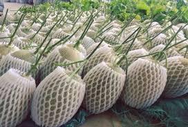 Fruit foam nets