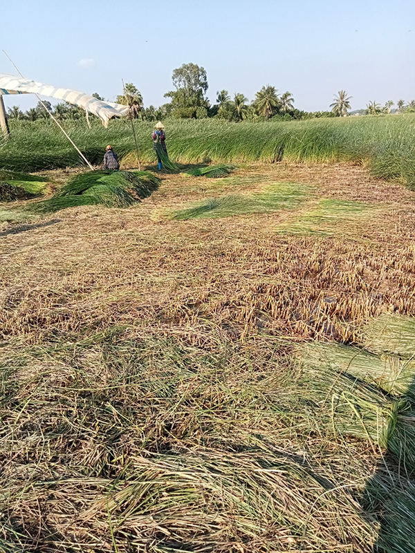 Sedge mat