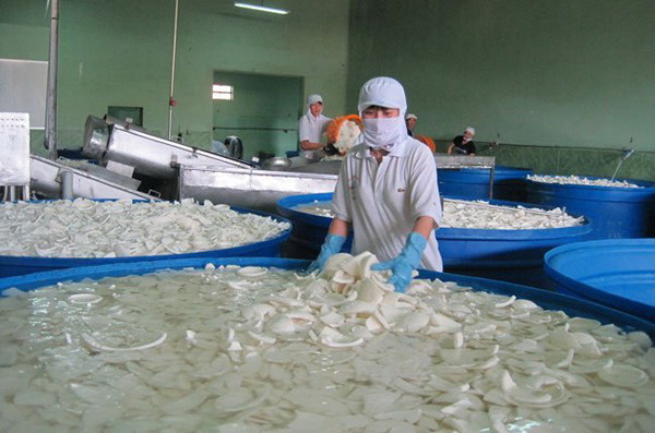 Coconut Meat Factory