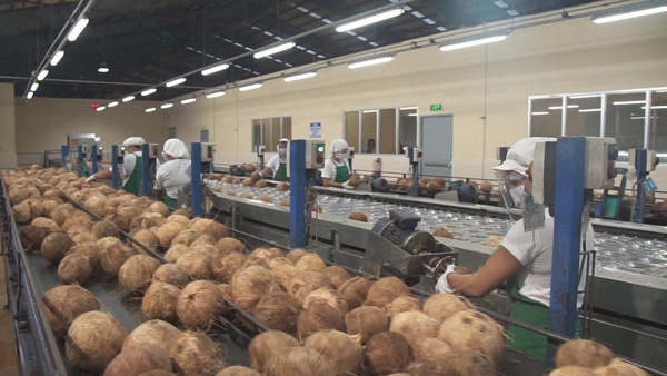 Coconut Meat Factory