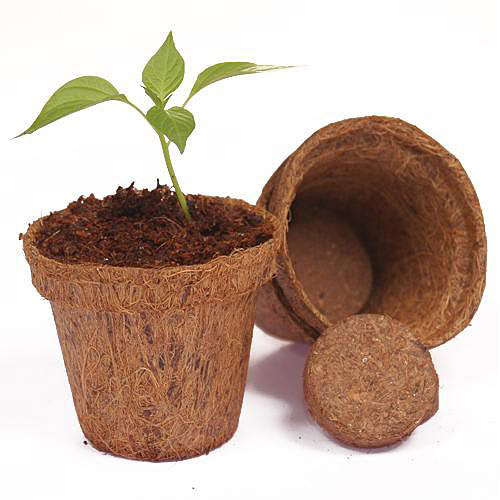 Coir pot