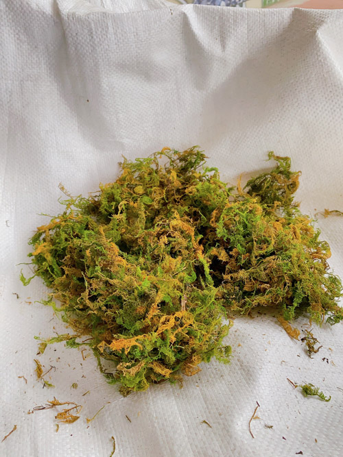 Dried green moss