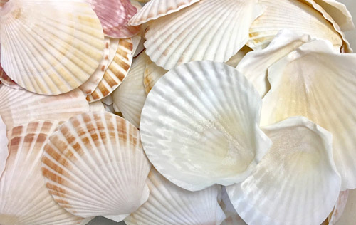 Scallop shell