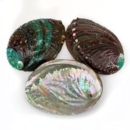 Abalone shell