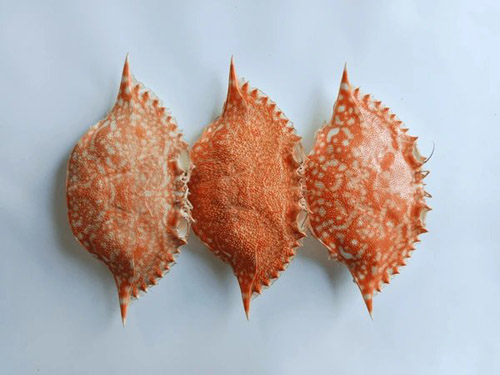 Crab shell