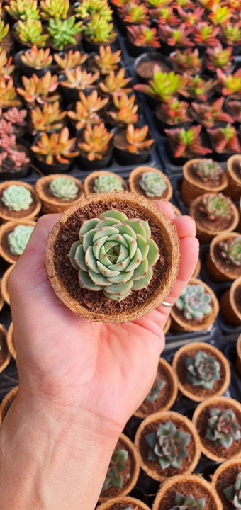 Coir pot