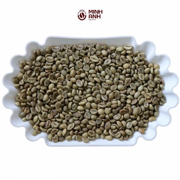 Robusta Screen 16 Wet Polished