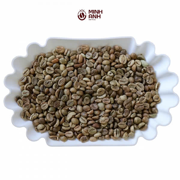 Robusta Screen 18 Cleaned