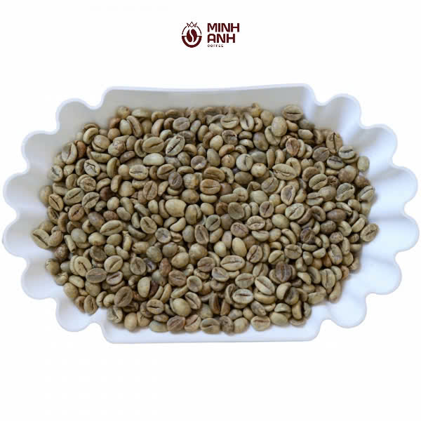 Robusta Screen 18 Wet Polished