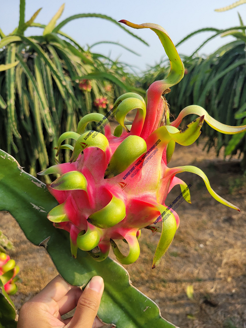 Dragon fruit
