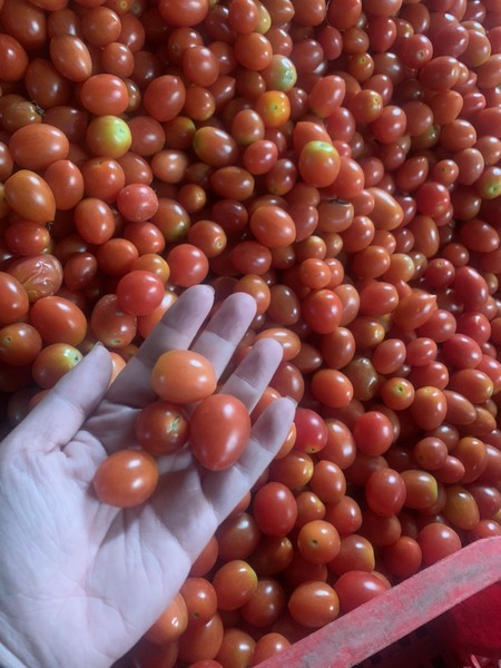 Thanh Yen canned food production image