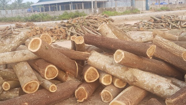 Timber