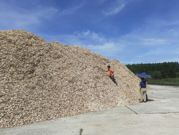 Timber