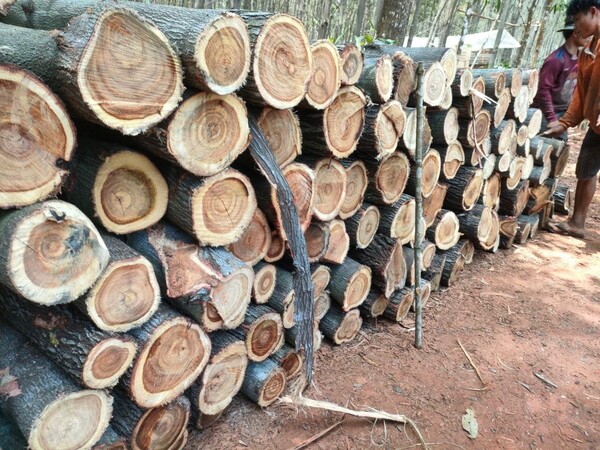 Timber