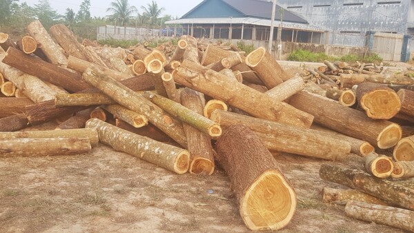 Timber
