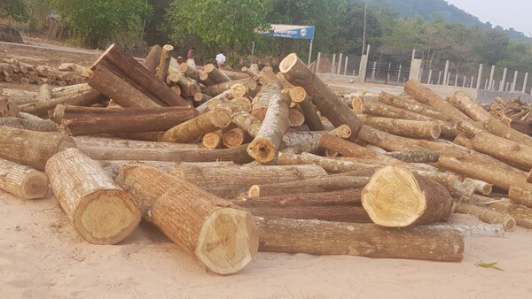 Timber
