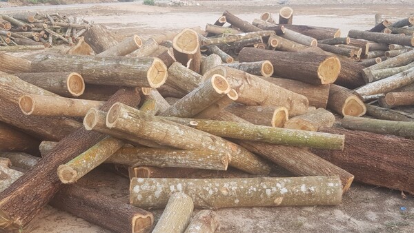 Timber