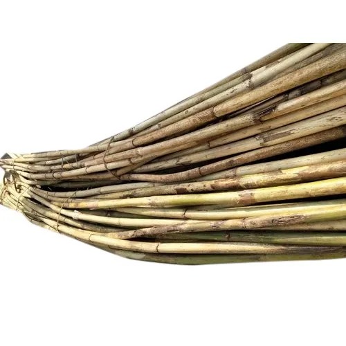 Rattan Cane