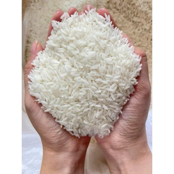 Rice