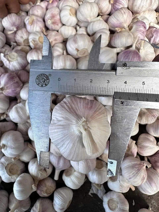 Garlic