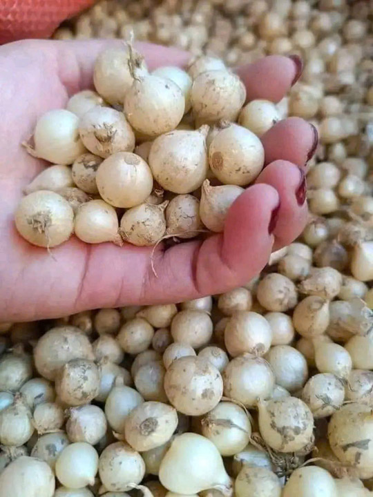 Garlic