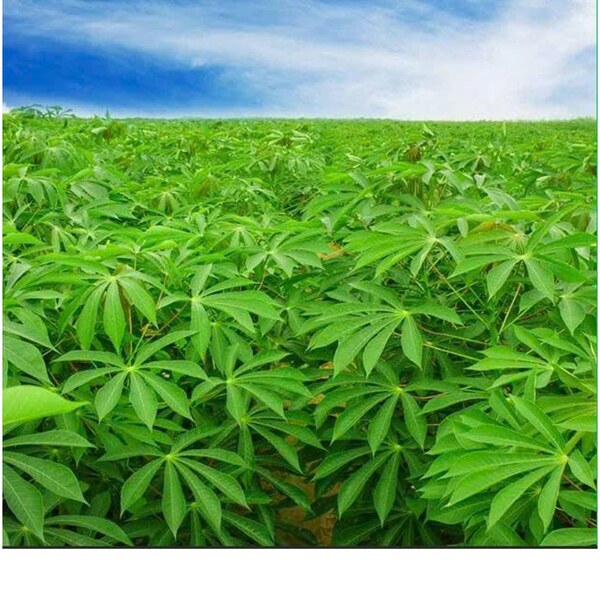 Cassava leaves