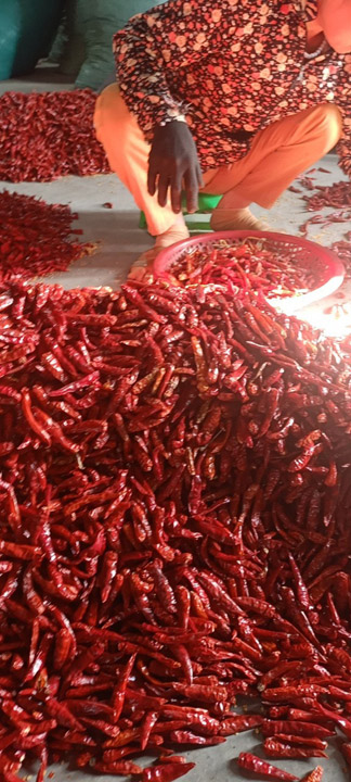 Red chili