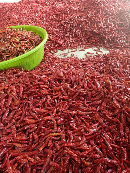 Whole red chili