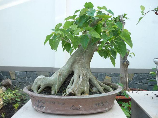 Bodhi tree