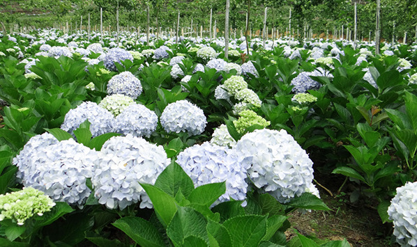 Hydrangea